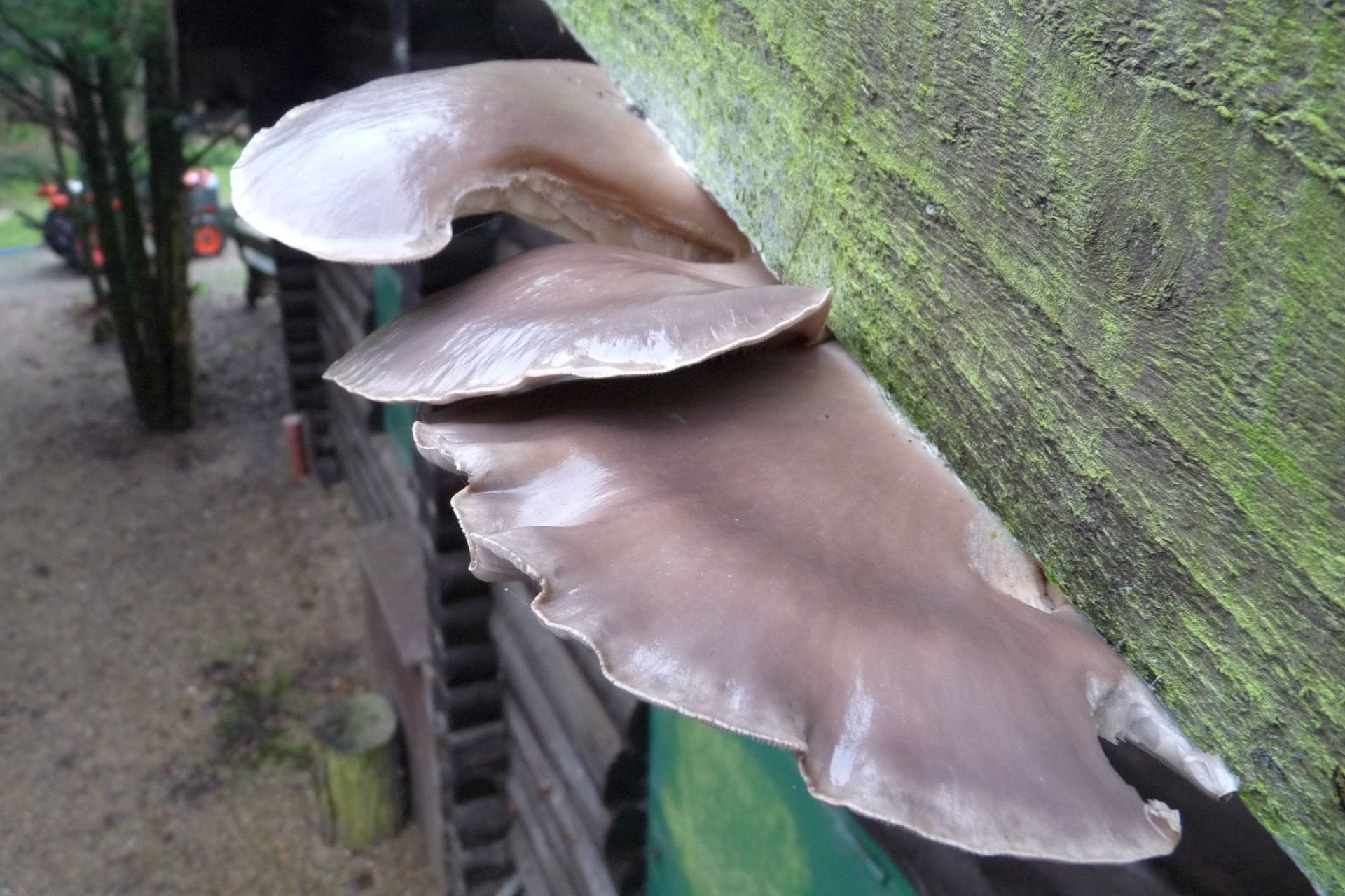 Gebäudeschaden - Austernpilz