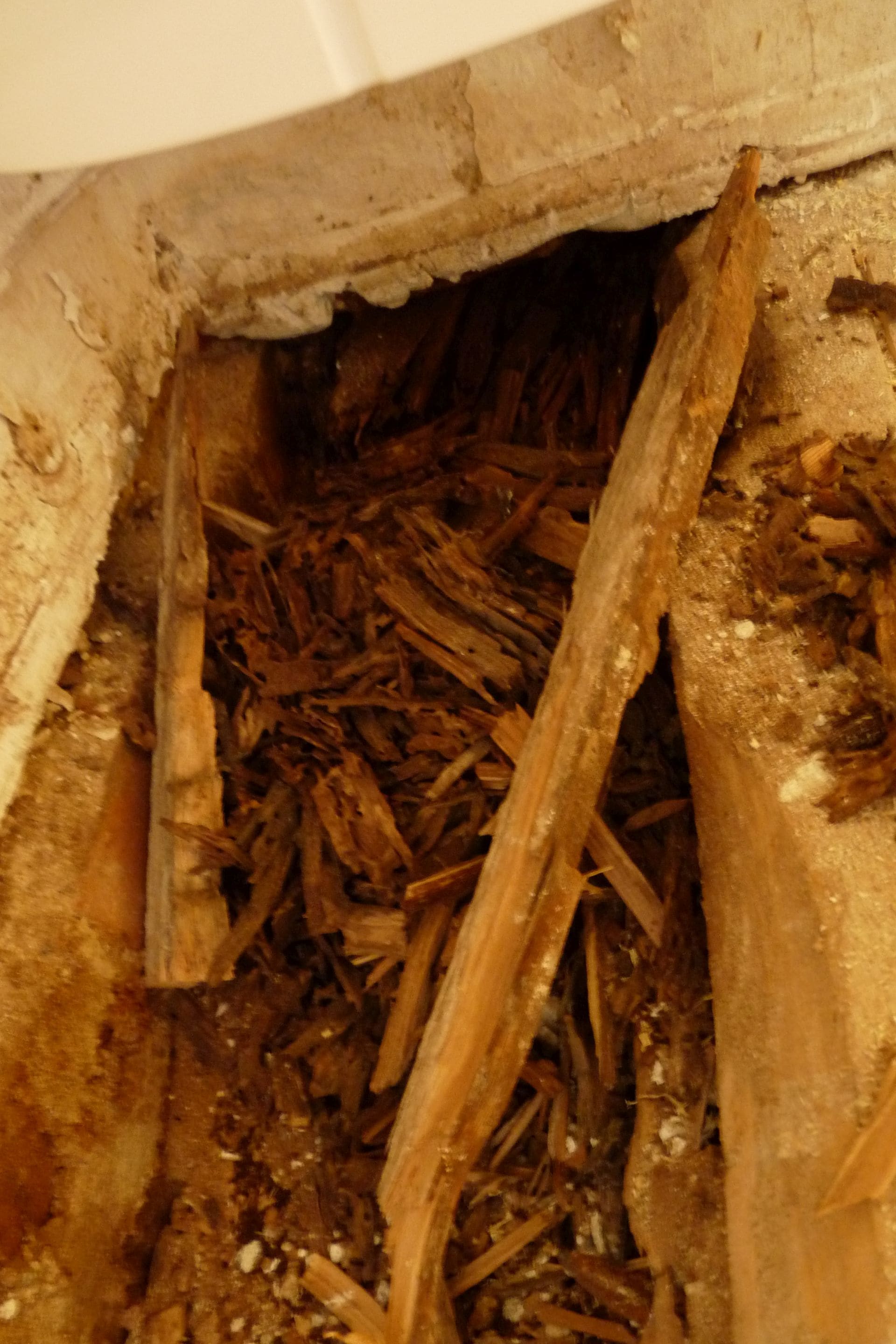 Ameisen in einem total zerstörtem Balkenkopf