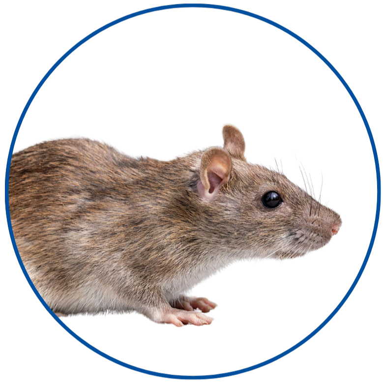 Ratten und Mäuse