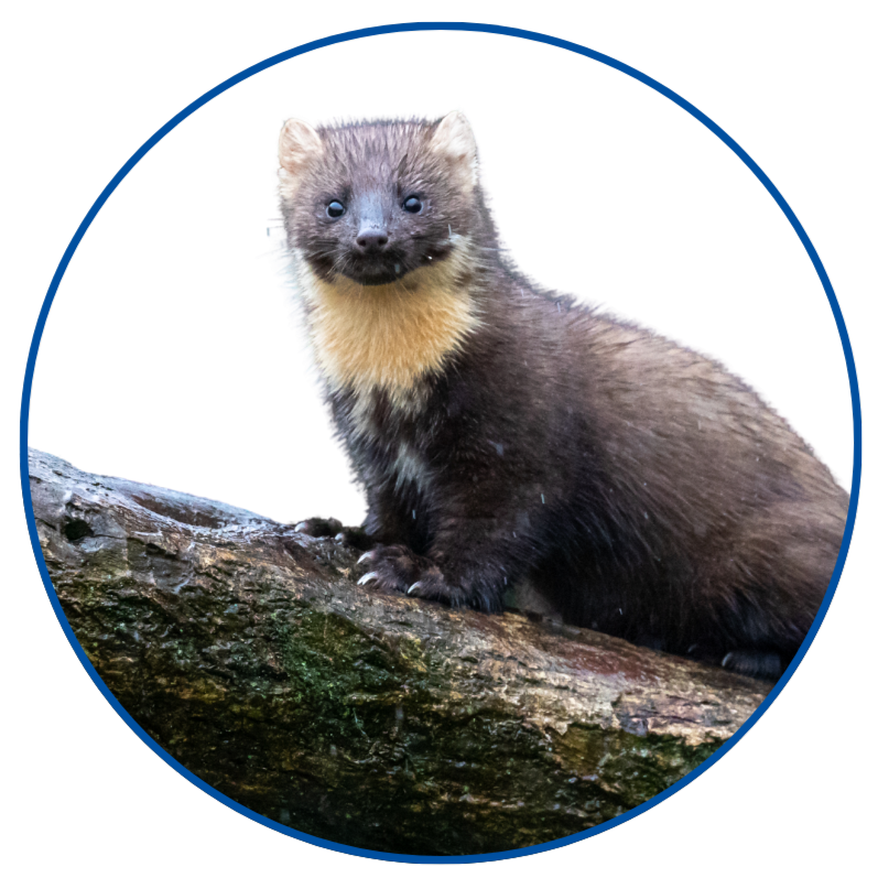 Marder und Waschbären