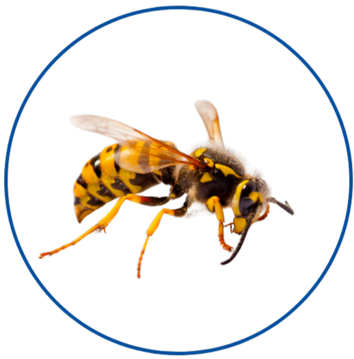 Wespen, Hornissen, Ameisen, Fliegen, Maden